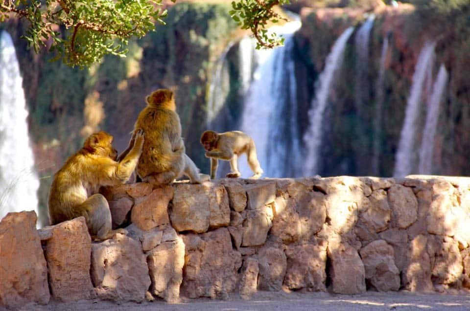 A Journey to the Cascading Wonders of Ouzoud (Group) - Image 2