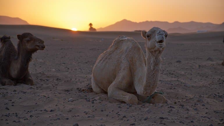 Golden Trails: Zagora Desert Adventure (group) - Image 1